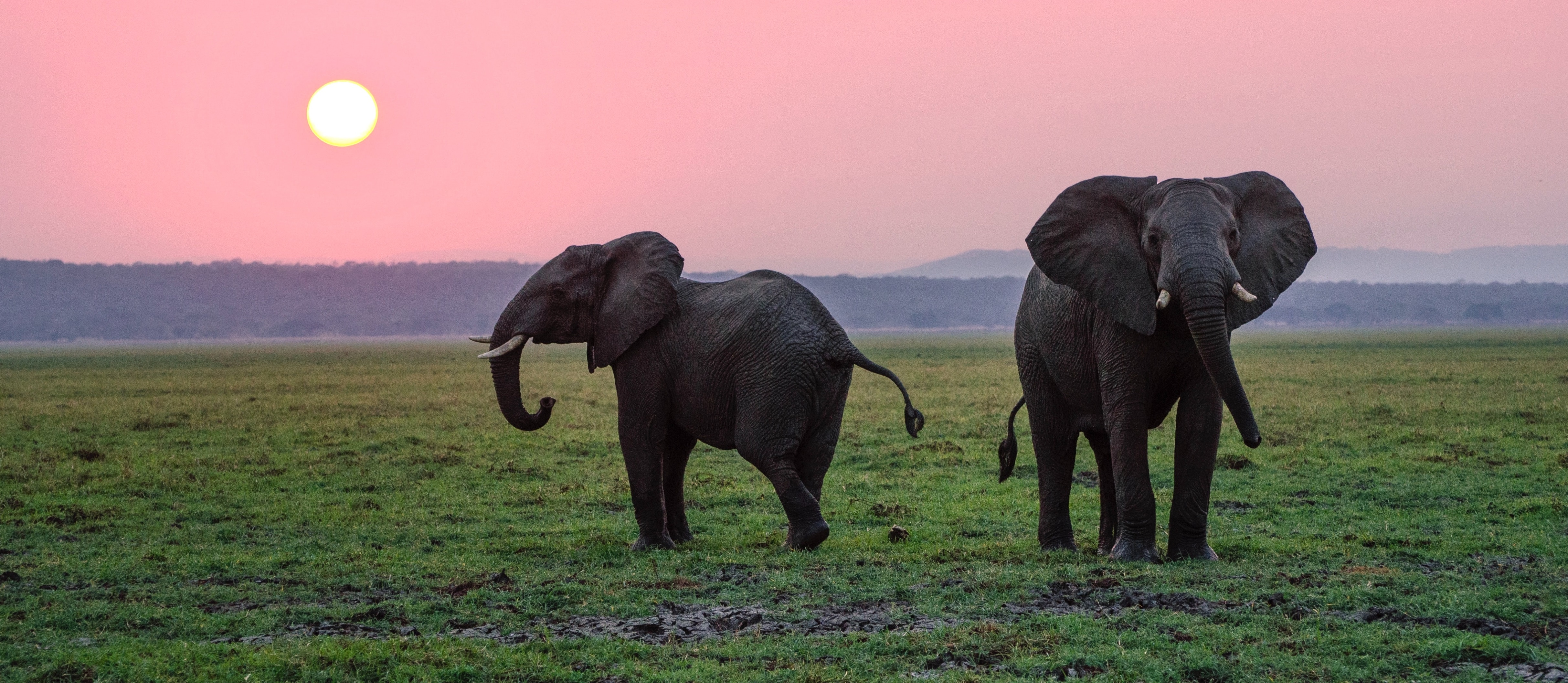 what is included in a standard safari package